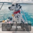 멍냥반점