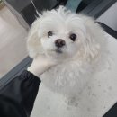 러블리 멍멍이 이미지