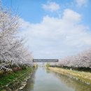 서부간선도로 | 서육체육공원 벚꽃 실시간 후기 만개 서부간선천