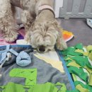 댕댕가르텐 강아지애견유치원호텔 이미지