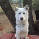 부산애견대학 이미지