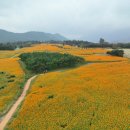 꽃 음악회 이미지