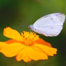 노랑코스모스와 흰나비 이미지