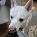 나의 단짝 반려동물 | 장어파우더로 챙기는 반려동물 건강식 반려동물 영양식 나의장어 민물장어파우더 후기