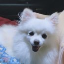 지유네 이미지