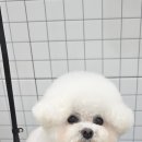 MUNG MOO 이미지