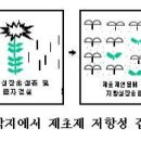 잡초관리: 우리나라 논 제초제 저항성 잡초의 발생 이미지