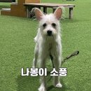 푸른바다독스쿨 | 나봉이의 소풍(feat. 푸른 바다독 스쿨)