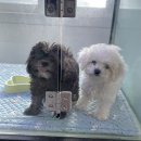 부산강아지분양 앨리펫 | [부산 사상] 강아지, 고양이 멀티샵 신뢰가는 도로시펫 방문 후기