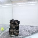 가온펫(안심분양센터) | 강아지분양 가온펫 안심분양에서 소개하는 활발한 강아지 케이
