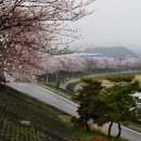 조천변 벚꽃길 이미지