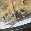 젝게코 앤 쥬 | 공휴일 수달앤쥬 내돈내산 솔직한 방문 후기