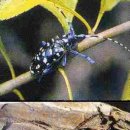 하늘소 - 대덕구 중리로75번길 23 | 하늘소