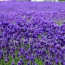 보라색꽃이 생각나는 잉글리시 라벤더 이미지