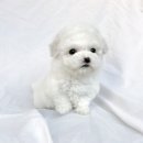 데스티니 퍼피 이미지