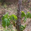 성골 농원 이미지