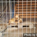 와일드캉갈 이미지