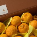 몽귤몽귤농원 | 믿고 먹는 제주도 <몽귤몽귤농원> 조생귤/천혜향/한라봉 내돈내산 재주문 후기