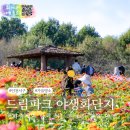 드림파크 | 이게 다 무료라구요? 2025 인천 드림파크 국화축제 후기