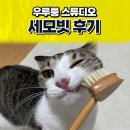 우루룽 스튜디오 세모빗 고양이가 좋아하는 빗의 끝판왕 내돈내산 후기