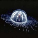 젤리피쉬 이미지