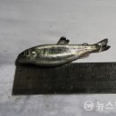 유상수산 이미지