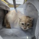 레오메디칼 이미지