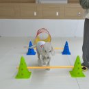 가치있개 반려견 유치원 이미지