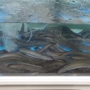 김해통큰장어 이미지