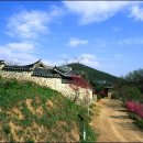 얼음골천마 이미지