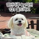 영산나루 바이(by)익선 121 올드머그 | 나주 애견동반 브런치 카페 영산나루 by익선 121 올드머그 솜이랑 보내는 봄날