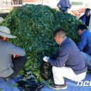 치악산산나물축제 뉴스1