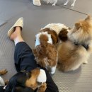 다시사랑받개 이미지