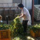 넝쿨농장 이미지