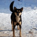 진도개 사랑 이미지