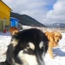 설악애견 이미지