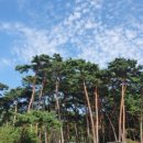 바노마트 이미지