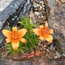 나리민박 이미지