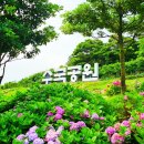 수국수국 이미지