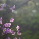 약선당명품삼계탕직영2호점