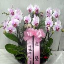 수림전국꽃배달 이미지