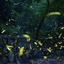 반딧불이 이미지