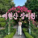 연꽃어린이집 | 5,6월 서울여행지, 서울 장미꽃 명소 추천 : 대현산 장미원