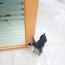 포근한동물병원 이미지