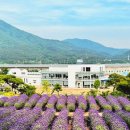 양산 라벤더 명소 느티나무의사랑카페 부산근교 가볼만한곳 실시간 후기 (25.5.17)