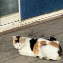 쉬미슈퍼 이미지