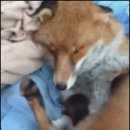 여우부동산공인중개사사무소 이미지