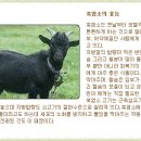 동문 사업장 (강원태백 고원 흑염소) 30기 이미지