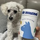 우리 댕댕이 면역력 지킴이! 더욱 새로워진 닥터뮨 오리진 솔직 후기🐶💖