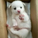 멍이와냥이 | [강아지 고양이 건강관리 TIP] 반려동물 비만 탈출! 식이요법과 운동법 총정리 냥이 멍이 살 빼기